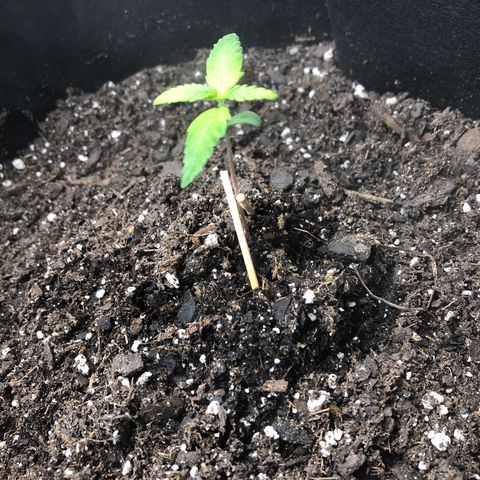 Gorilla Glue #4 Auto growlog timeline photo