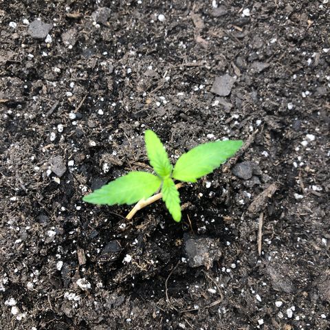 Gorilla Glue #4 Auto growlog timeline photo