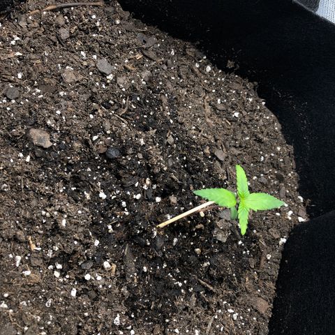 Gorilla Glue #4 Auto growlog photo: Last one is dos si dos auto