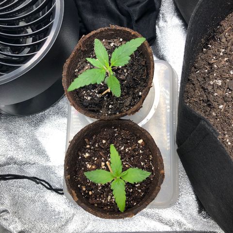 Gorilla Glue #4 Auto growlog photo: Last one is dos si dos auto