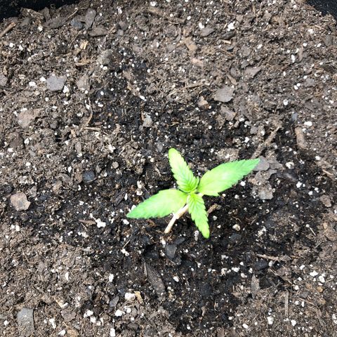 Gorilla Glue #4 Auto growlog photo: Last one is dos si dos auto