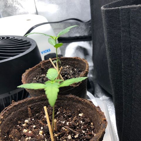 Gorilla Glue #4 Auto growlog photo: Last one is dos si dos auto