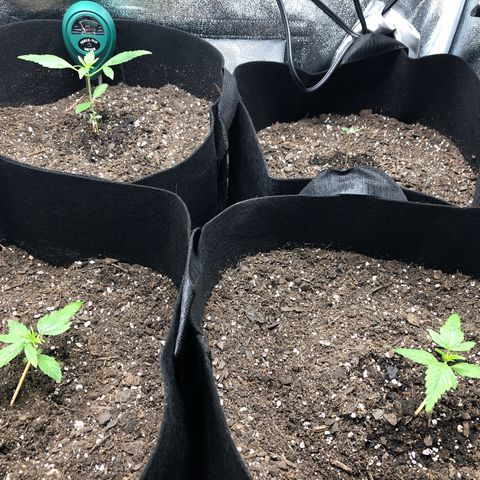 Gorilla Glue #4 Auto growlog photo: Hitting veg stage 