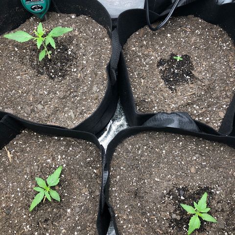 Gorilla Glue #4 Auto growlog photo: Hitting veg stage 