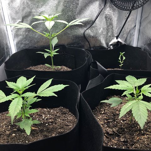 Gorilla Glue #4 Auto growlog timeline photo