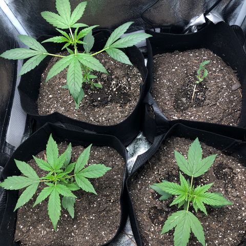 Gorilla Glue #4 Auto growlog timeline photo
