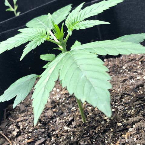 Gorilla Glue #4 Auto growlog timeline photo