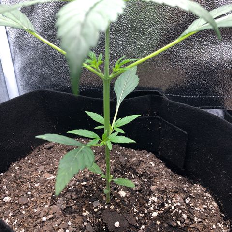 Gorilla Glue #4 Auto growlog timeline photo