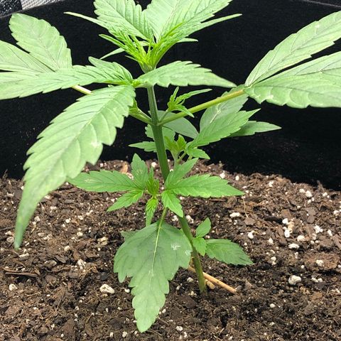 Gorilla Glue #4 Auto growlog timeline photo