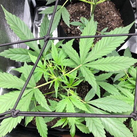 Gorilla Glue #4 Auto growlog photo: Raised light increased light intensity to 60% dim from 40%. Only watered tall one just clean water. Other two can still go a day or two without water