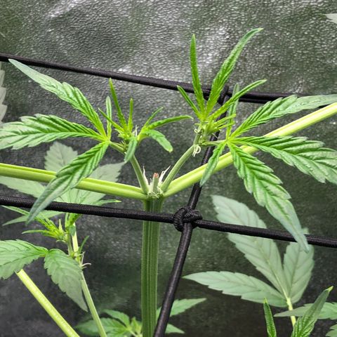 Gorilla Glue #4 Auto growlog photo: Raised light increased light intensity to 60% dim from 40%. Only watered tall one just clean water. Other two can still go a day or two without water