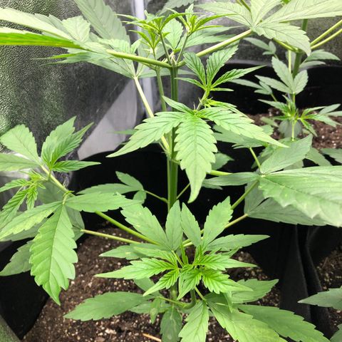 Gorilla Glue #4 Auto growlog photo: Raised light increased light intensity to 60% dim from 40%. Only watered tall one just clean water. Other two can still go a day or two without water