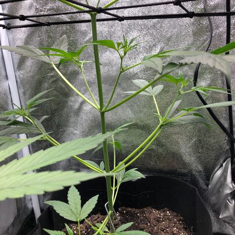Gorilla Glue #4 Auto growlog photo: Raised light increased light intensity to 60% dim from 40%. Only watered tall one just clean water. Other two can still go a day or two without water