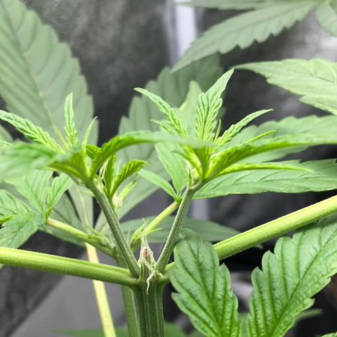Gorilla Glue #4 Auto growlog photo: Raised light increased light intensity to 60% dim from 40%. Only watered tall one just clean water. Other two can still go a day or two without water