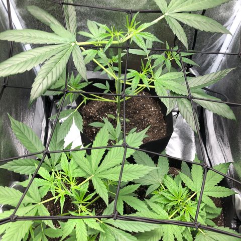 Gorilla Glue #4 Auto growlog photo: Raised light increased light intensity to 60% dim from 40%. Only watered tall one just clean water. Other two can still go a day or two without water