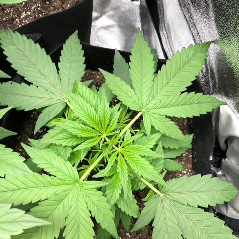 Gorilla Glue #4 Auto growlog photo: Raised light increased light intensity to 60% dim from 40%. Only watered tall one just clean water. Other two can still go a day or two without water