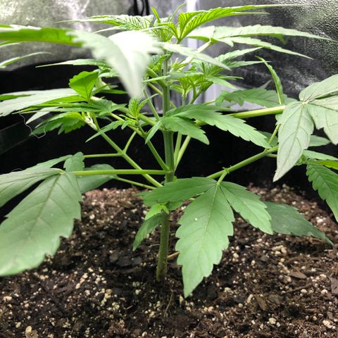 Gorilla Glue #4 Auto growlog photo: Raised light increased light intensity to 60% dim from 40%. Only watered tall one just clean water. Other two can still go a day or two without water