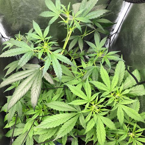 Gorilla Glue #4 Auto growlog timeline photo