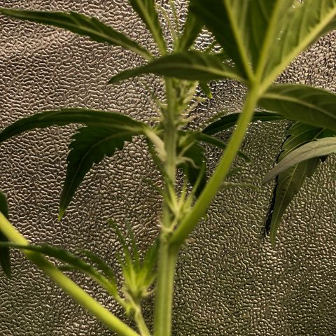 Gorilla Glue #4 Auto growlog timeline photo