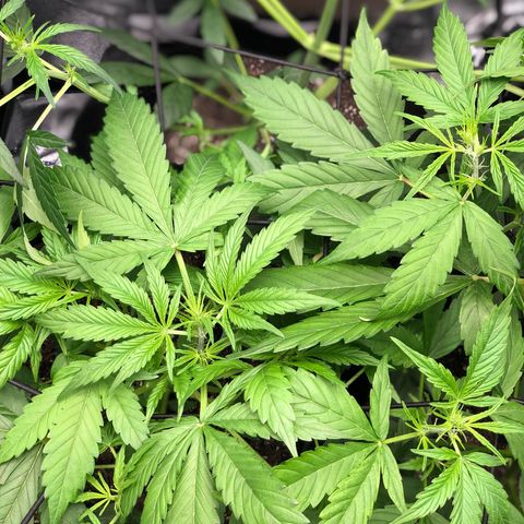 Gorilla Glue #4 Auto growlog timeline photo