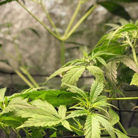 Gorilla Glue #4 Auto growlog timeline photo