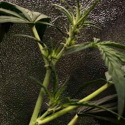 Gorilla Glue #4 Auto growlog timeline photo