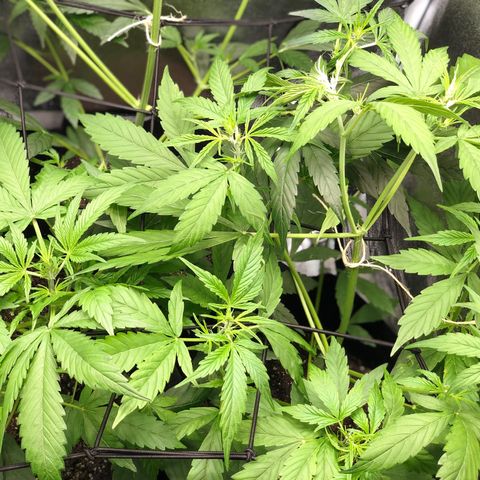 Gorilla Glue #4 Auto growlog timeline photo
