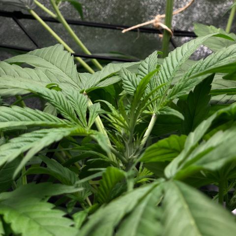 Gorilla Glue #4 Auto growlog timeline photo