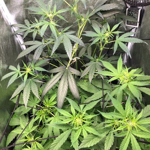 Gorilla Glue #4 Auto growlog photo: First day introducing tiger bloom only 1 tsp each/gallon of tiger bloom, grow big, and big bloom. Fed between three plants. Short one left untopped is struggling to keep up with the canopy. Have em stacked on books to get some equal lighting access. Considering defoliating 