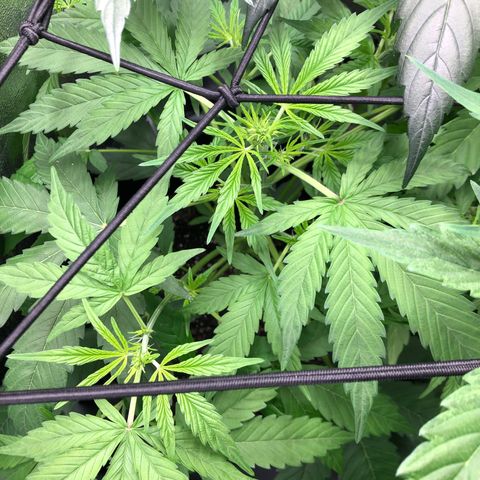 Gorilla Glue #4 Auto growlog photo: First day introducing tiger bloom only 1 tsp each/gallon of tiger bloom, grow big, and big bloom. Fed between three plants. Short one left untopped is struggling to keep up with the canopy. Have em stacked on books to get some equal lighting access. Considering defoliating 