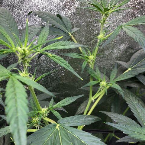 Gorilla Glue #4 Auto growlog photo: First day introducing tiger bloom only 1 tsp each/gallon of tiger bloom, grow big, and big bloom. Fed between three plants. Short one left untopped is struggling to keep up with the canopy. Have em stacked on books to get some equal lighting access. Considering defoliating 