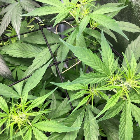 Gorilla Glue #4 Auto growlog photo: First day introducing tiger bloom only 1 tsp each/gallon of tiger bloom, grow big, and big bloom. Fed between three plants. Short one left untopped is struggling to keep up with the canopy. Have em stacked on books to get some equal lighting access. Considering defoliating 