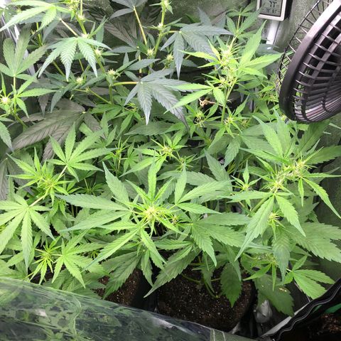 Gorilla Glue #4 Auto growlog timeline photo