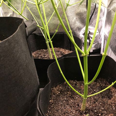 Gorilla Glue #4 Auto growlog timeline photo
