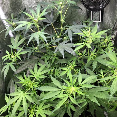 Gorilla Glue #4 Auto growlog timeline photo