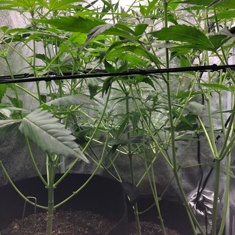 Gorilla Glue #4 Auto growlog timeline photo