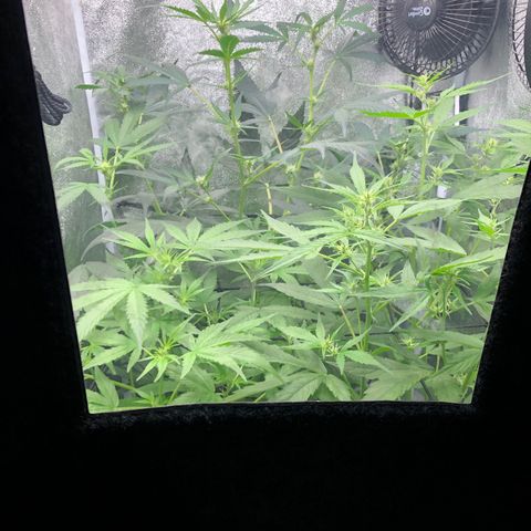 Gorilla Glue #4 Auto growlog timeline photo