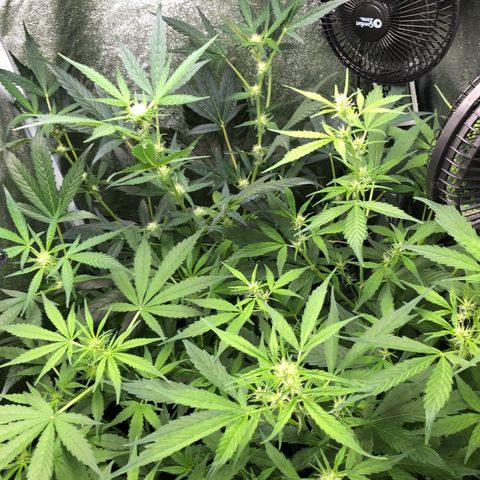 Gorilla Glue #4 Auto growlog photo: Added some top soil also recovering seemingly well after 1st defoliation. Continuing to feed tiger bloom 5ml per gallon every other watering 
