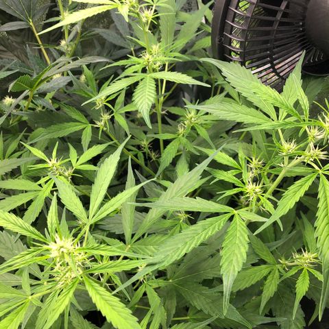 Gorilla Glue #4 Auto growlog photo: Added some top soil also recovering seemingly well after 1st defoliation. Continuing to feed tiger bloom 5ml per gallon every other watering 