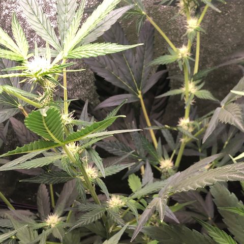 Gorilla Glue #4 Auto growlog photo: Added some top soil also recovering seemingly well after 1st defoliation. Continuing to feed tiger bloom 5ml per gallon every other watering 