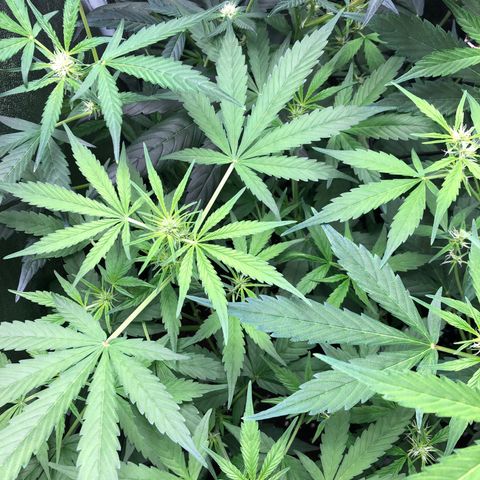 Gorilla Glue #4 Auto growlog photo: Added some top soil also recovering seemingly well after 1st defoliation. Continuing to feed tiger bloom 5ml per gallon every other watering 