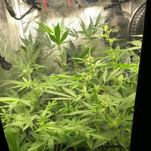 Gorilla Glue #4 Auto growlog timeline photo