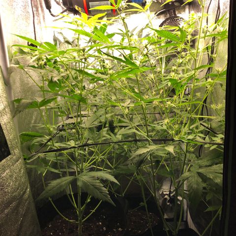 Gorilla Glue #4 Auto growlog photo: Yesterday my clip on fan fell on one of the girls killing of some fan leaves as well as one bud site 🤦🏽‍♂️removed fan completely now down to one due to lack of space. Next grow definitely evaluating my grow space and how many plants I’m running in this tent. Also getting ready to defoliate a second time in the next few days. 