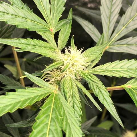 Gorilla Glue #4 Auto growlog photo: Yesterday my clip on fan fell on one of the girls killing of some fan leaves as well as one bud site 🤦🏽‍♂️removed fan completely now down to one due to lack of space. Next grow definitely evaluating my grow space and how many plants I’m running in this tent. Also getting ready to defoliate a second time in the next few days. 