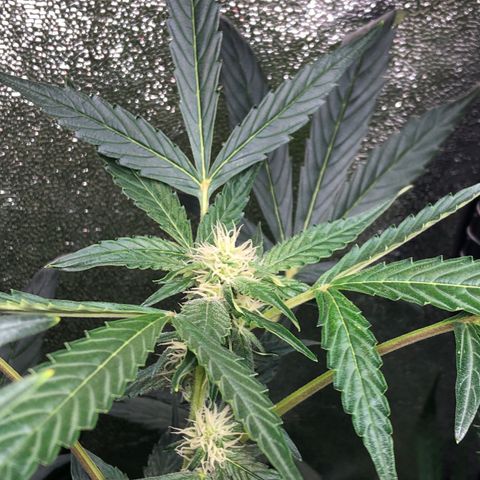 Gorilla Glue #4 Auto growlog photo: Yesterday my clip on fan fell on one of the girls killing of some fan leaves as well as one bud site 🤦🏽‍♂️removed fan completely now down to one due to lack of space. Next grow definitely evaluating my grow space and how many plants I’m running in this tent. Also getting ready to defoliate a second time in the next few days. 