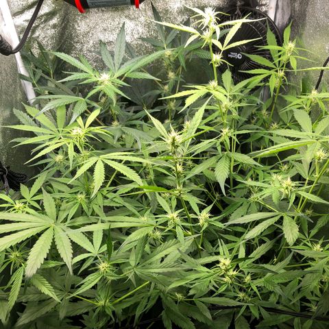 Gorilla Glue #4 Auto growlog photo: Yesterday my clip on fan fell on one of the girls killing of some fan leaves as well as one bud site 🤦🏽‍♂️removed fan completely now down to one due to lack of space. Next grow definitely evaluating my grow space and how many plants I’m running in this tent. Also getting ready to defoliate a second time in the next few days. 