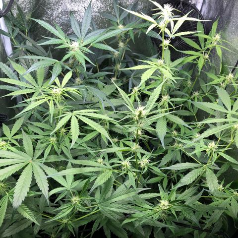 Gorilla Glue #4 Auto growlog photo: Yesterday my clip on fan fell on one of the girls killing of some fan leaves as well as one bud site 🤦🏽‍♂️removed fan completely now down to one due to lack of space. Next grow definitely evaluating my grow space and how many plants I’m running in this tent. Also getting ready to defoliate a second time in the next few days. 
