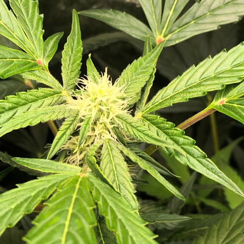 Gorilla Glue #4 Auto growlog photo: No defoliation today since I had to work but before next watering will do it.