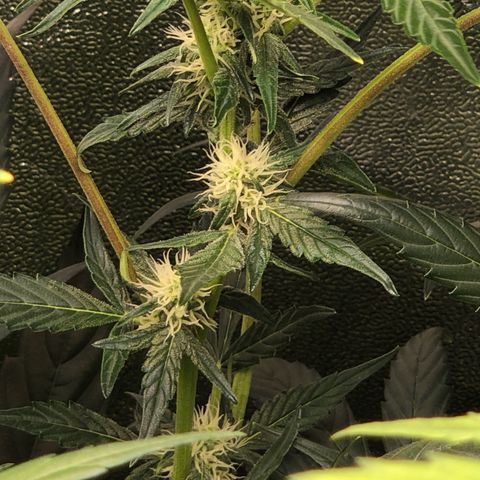 Gorilla Glue #4 Auto growlog photo: No defoliation today since I had to work but before next watering will do it.