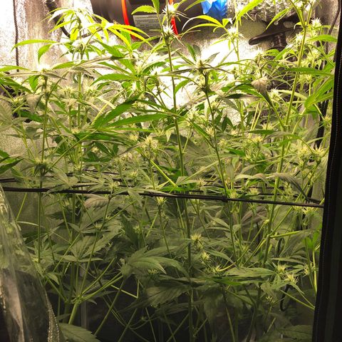 Gorilla Glue #4 Auto growlog photo: No defoliation today since I had to work but before next watering will do it.